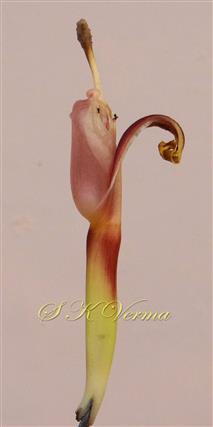  Female flower